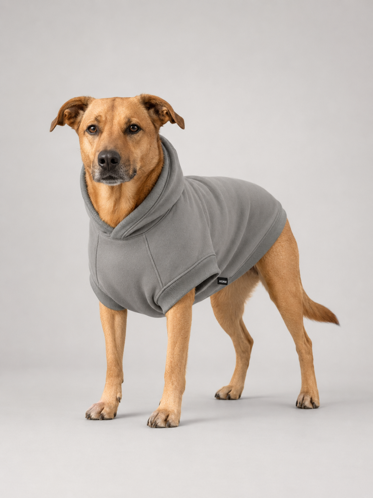 Stillform Pet Hoodie in Mineral, studio hero