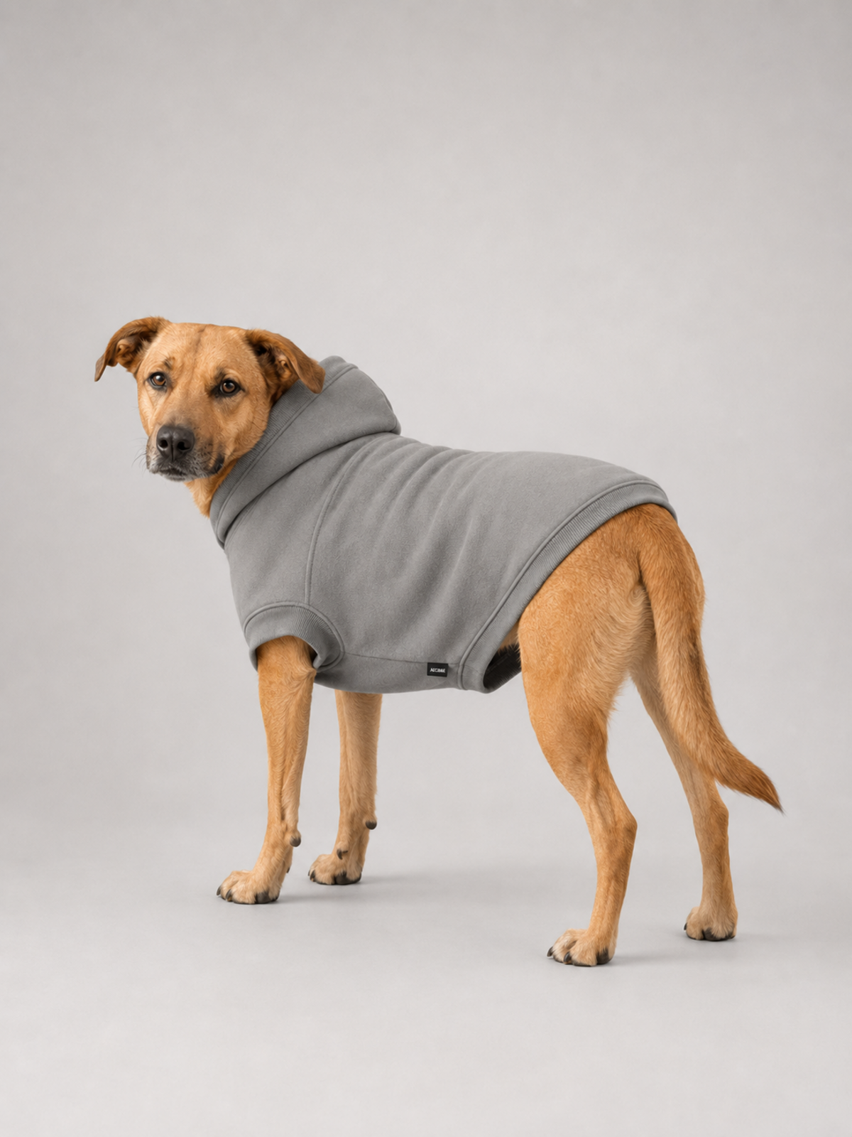 Stillform Pet Hoodie in Mineral, rear three-quarter view