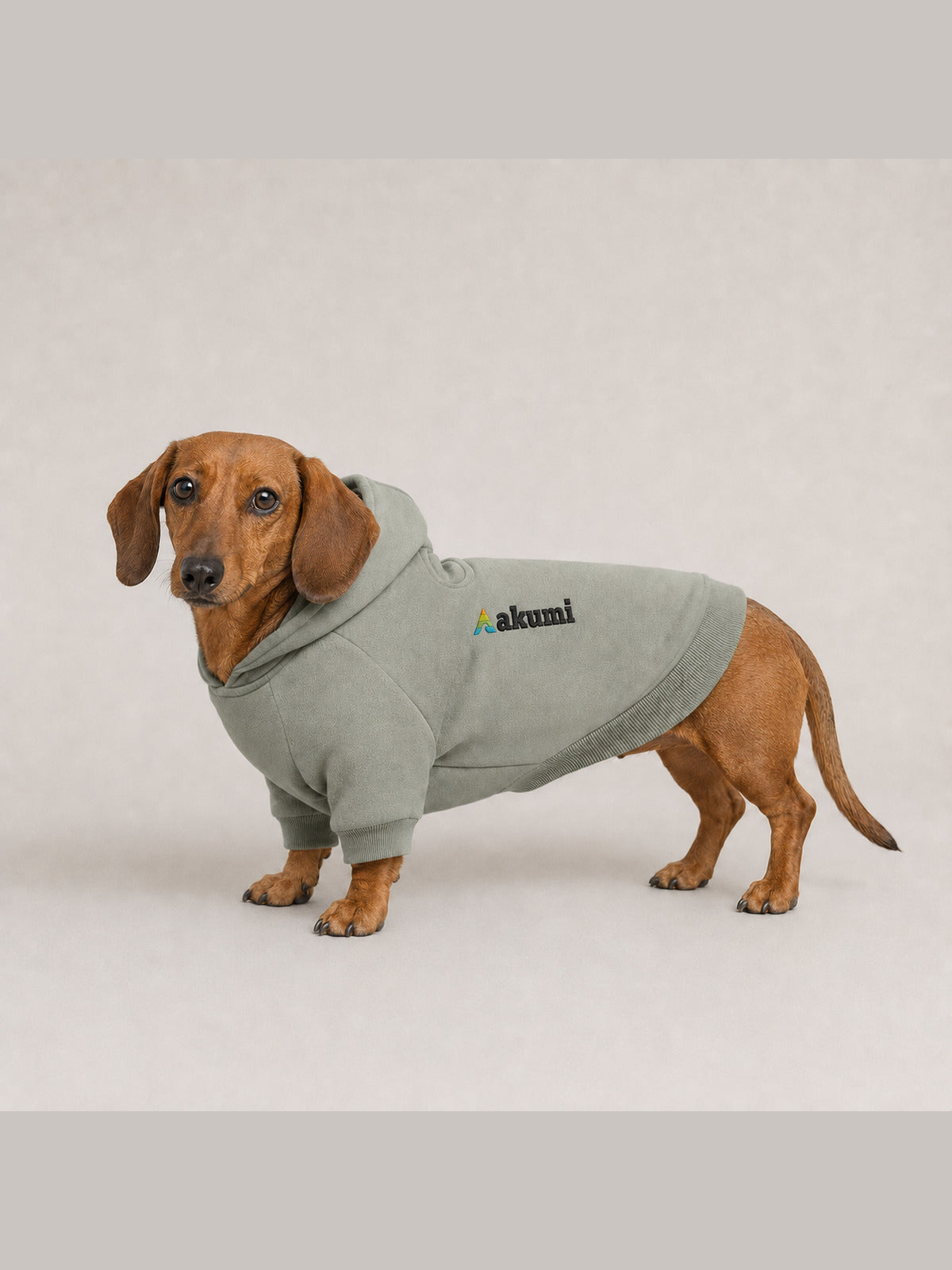Red miniature dachshund wearing the Akumi Stillpoint Pet Hoodie in Mineral Sage with the full Akumi logo