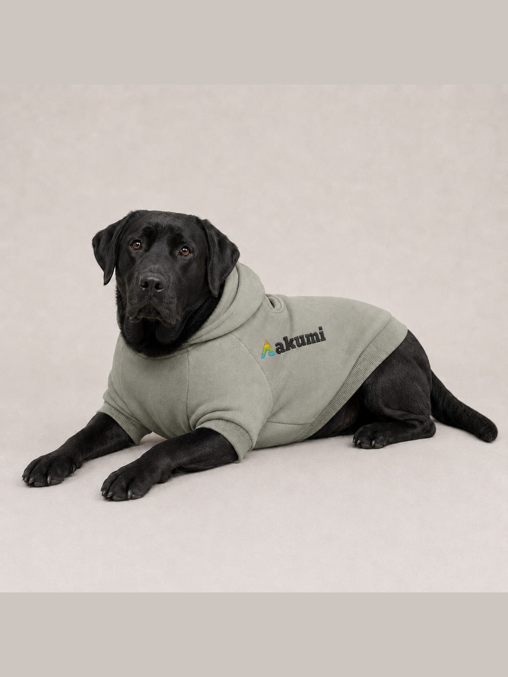Black Labrador wearing the Akumi Stillpoint Pet Hoodie in Mineral Sage with the full Akumi logo
